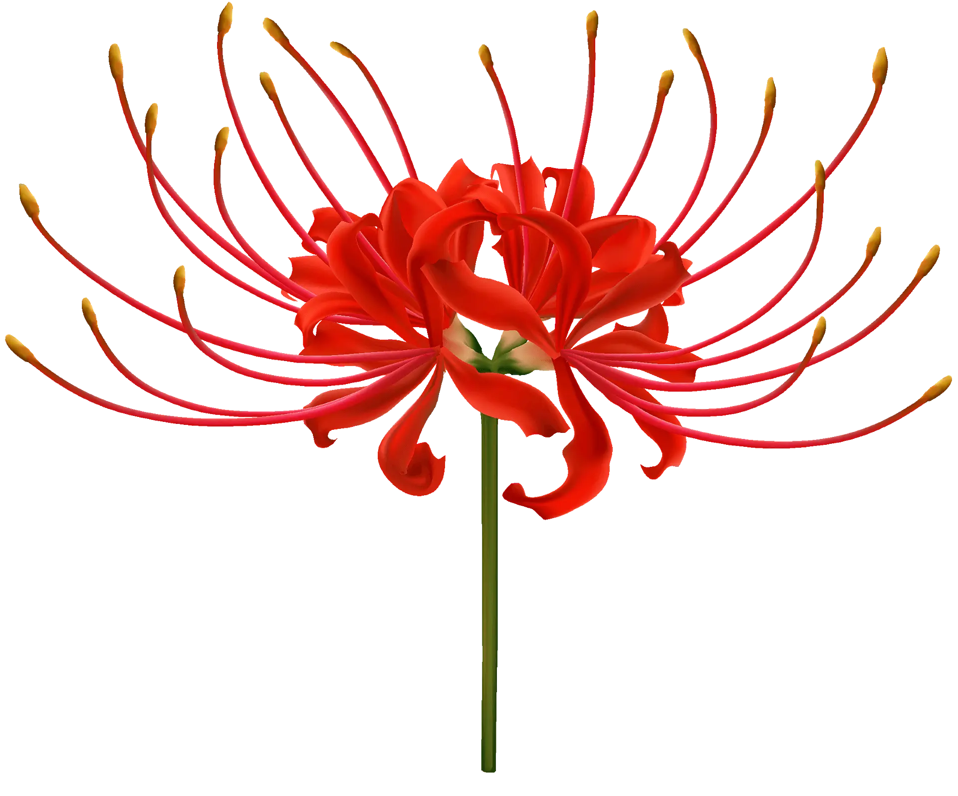 Lily decoration 1